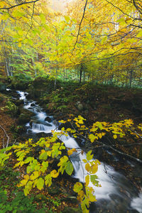 Stream amidst trees in forest during autumn