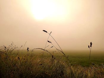 Silhouette plants on field against sky during sunset