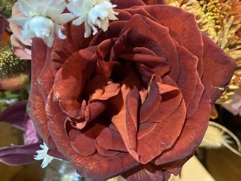 Close-up of wilted of red flowering plant