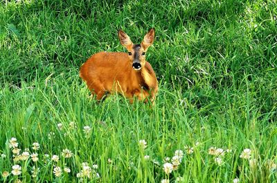 meadow