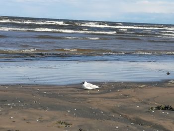 Swan on shore by sea against sky