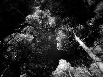 Low angle view of trees in forest