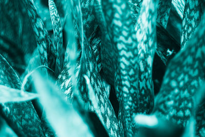 Detail shot of plants