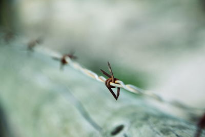 Close-up of insect