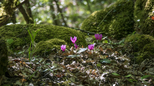 Close-up of crocus blooming outdoors