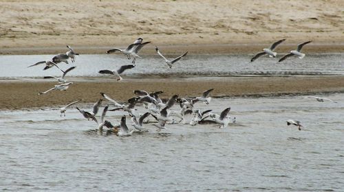 Birds in water