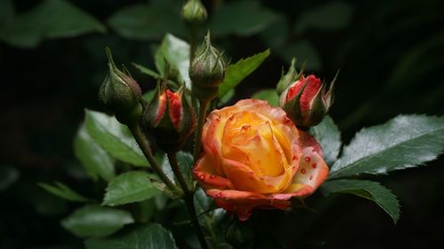 Close-up of red rose