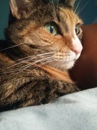 Close-up portrait of cat