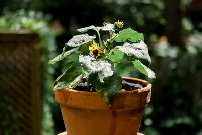 Sunflower plant during a sunshower