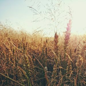 Plants growing on field