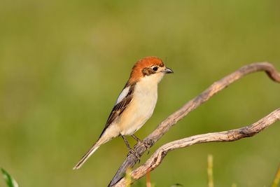 Close-up of bird perching on branch