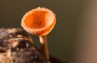 Close-up of orange mushroom growing outdoors