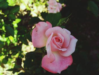 Close-up of pink rose blooming outdoors