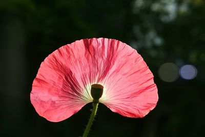 Close-up of pink flower