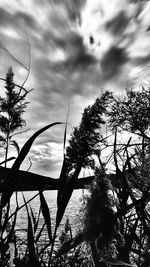 Low angle view of silhouette trees against sky