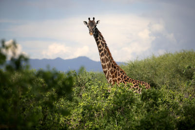 Side view of giraffe against plants