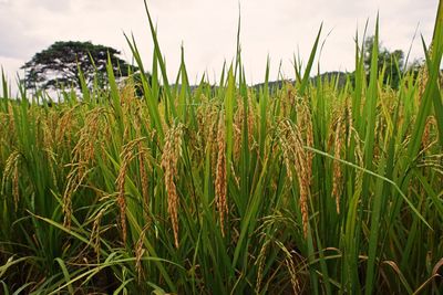 Crops growing on field against sky
