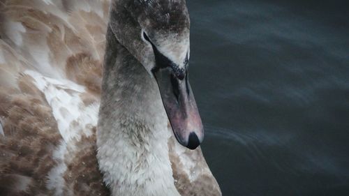 Close-up of swan swimming in lake