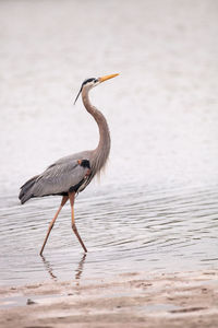 Wading great blue heron ardea herodias in an estuary before tigertail beach in marco island, florida