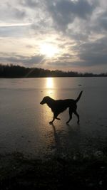 Silhouette bird on lake against sky during sunset