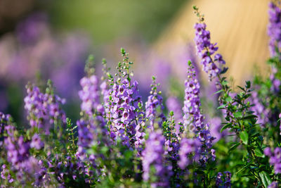 Close-up of purple flowering plants on field