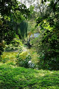 Trees and plants in forest