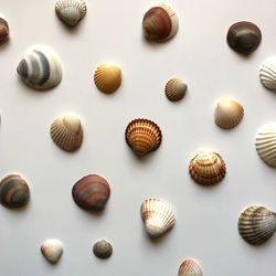 High angle view of shells on table
