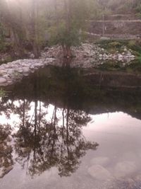 Reflection of trees in lake