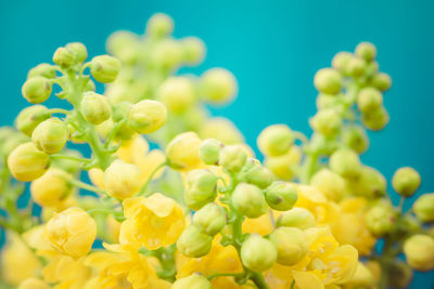 Close-up of yellow flower