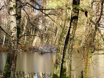 Scenic view of lake in forest