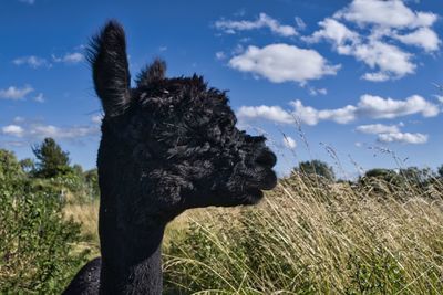 Close-up of a alpaca on field