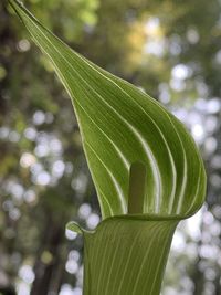 Close-up of green leaves on tree