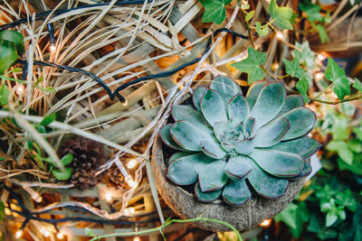 Close-up of succulent plant on field