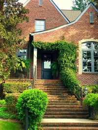 Ivy growing on building