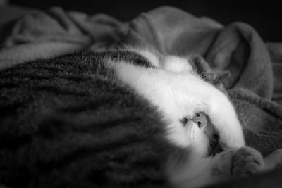 Close-up of cat sleeping on bed