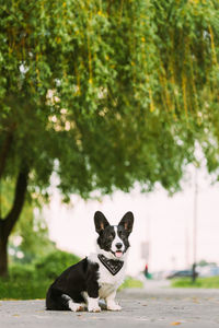 Portrait of dog on field