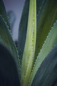 Close-up of aloe plant