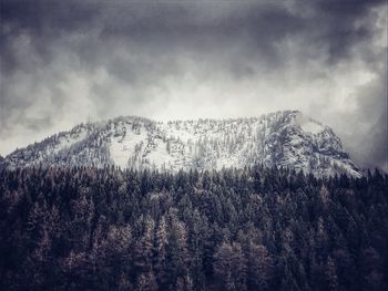 Pine trees on snowcapped mountain against sky