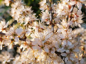 Close-up of white cherry blossom