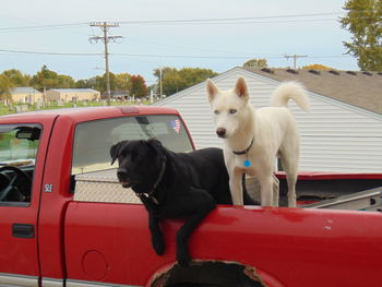 Dog on car by road against sky