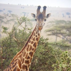 Portrait of giraffe