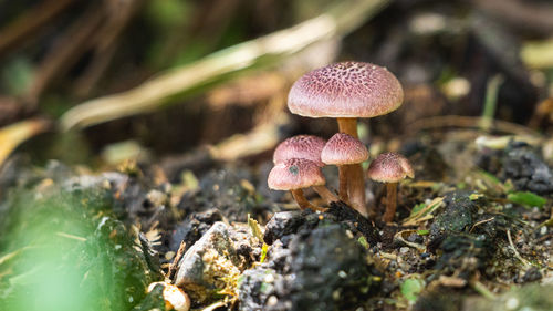 Close-up of mushroom growing in earth