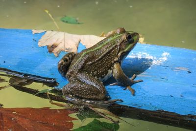 Close-up of lizard on a lake