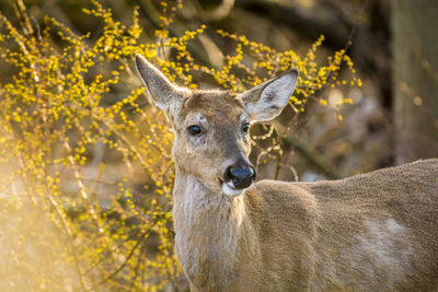 Portrait of deer