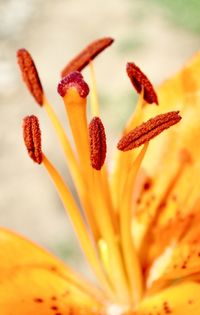 Close-up of yellow lily