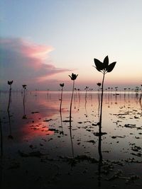 Silhouette birds on lake against sky during sunset