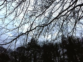 Low angle view of tree