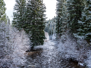 Frozen lake amidst trees in forest against sky