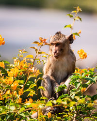 Monkey sitting on a plant