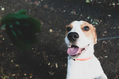 Close-up portrait of a dog